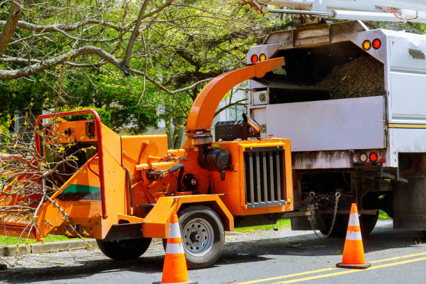 Lake Bluff, IL Tree Removal and Landscaping Services Company